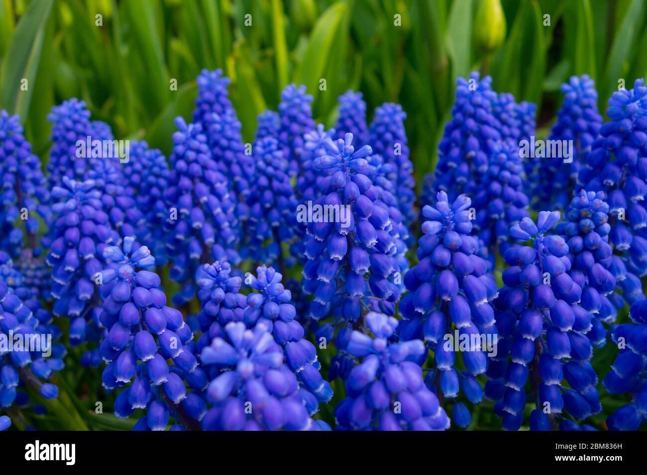 cluster of grape hyacinth flowers in an outdoor garden Stock Photo