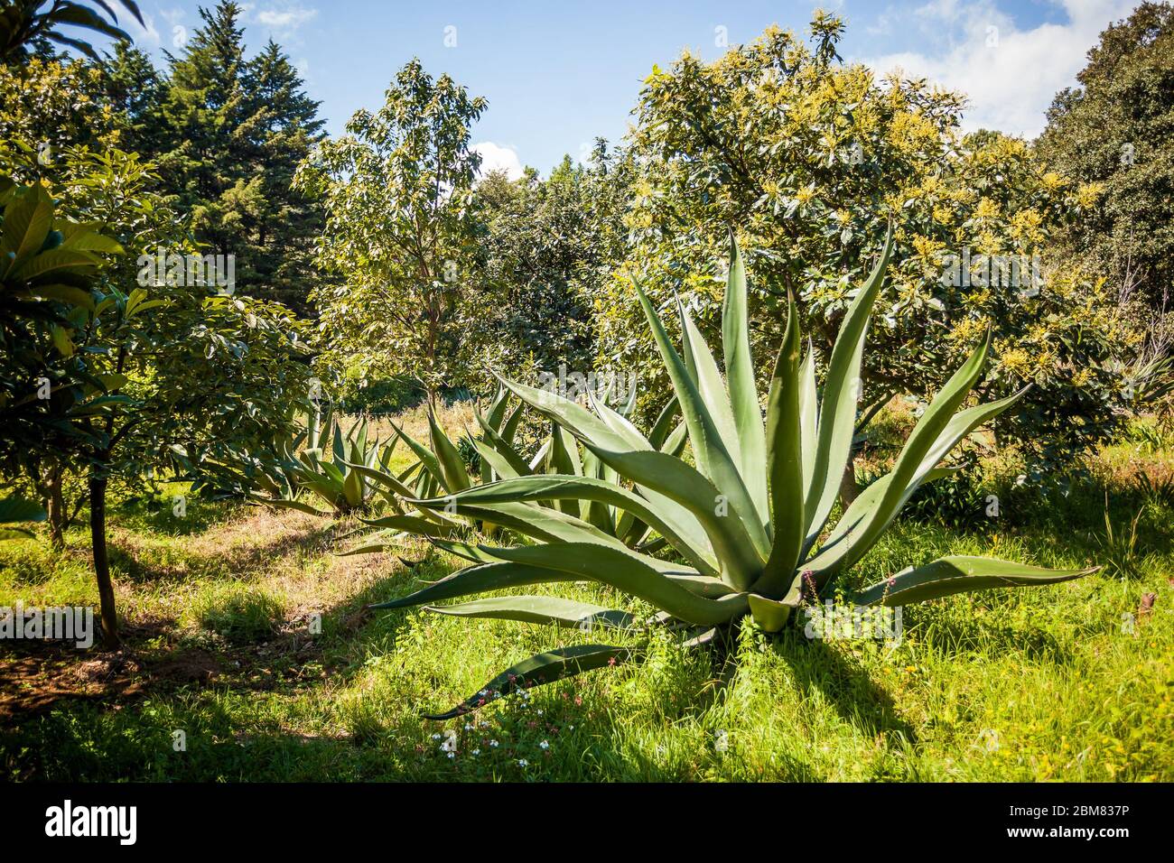 Blue agave growing for tequila and pulque make farm Stock Photo Alamy