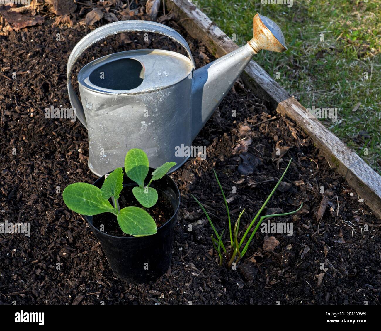 Zucchini seedlings in a pot ready to plant in a home raised garden bed