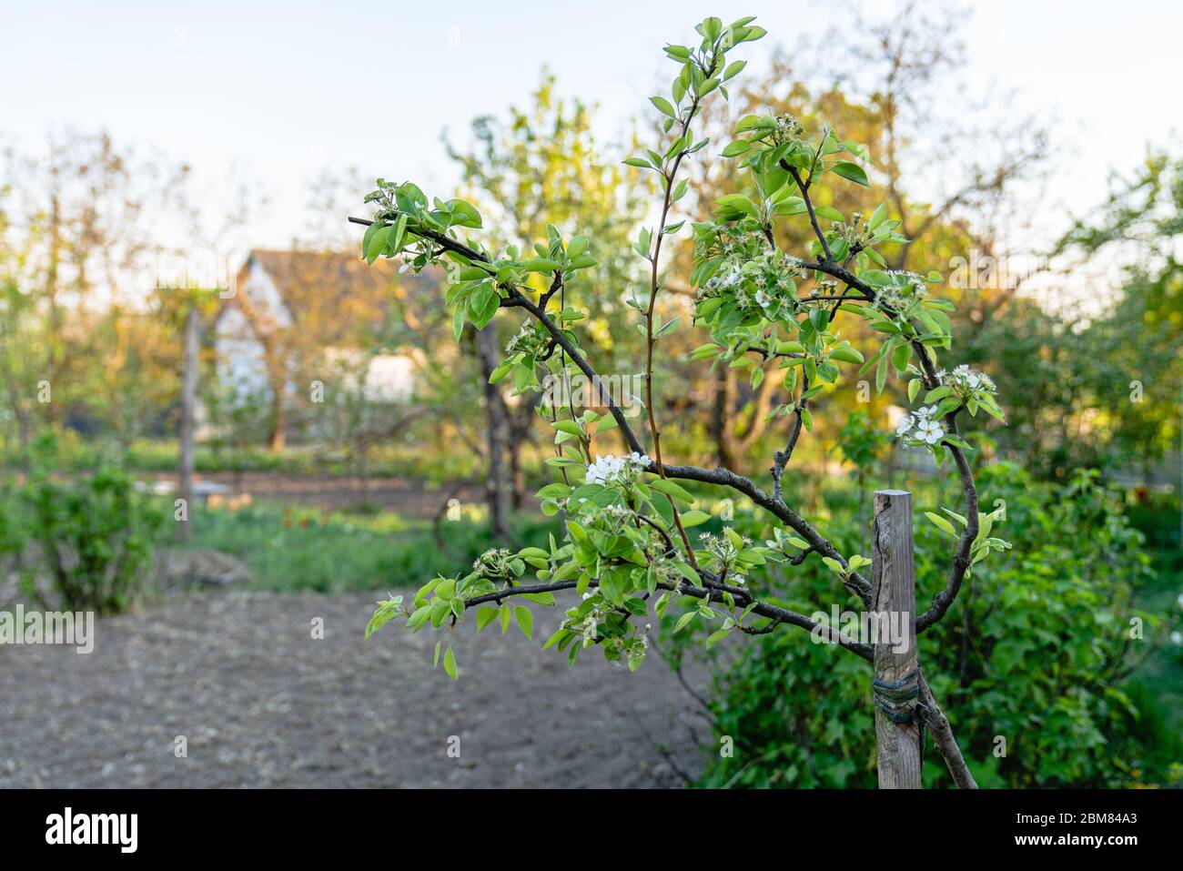 Botany blooming pear tree hi-res stock photography and images - Alamy