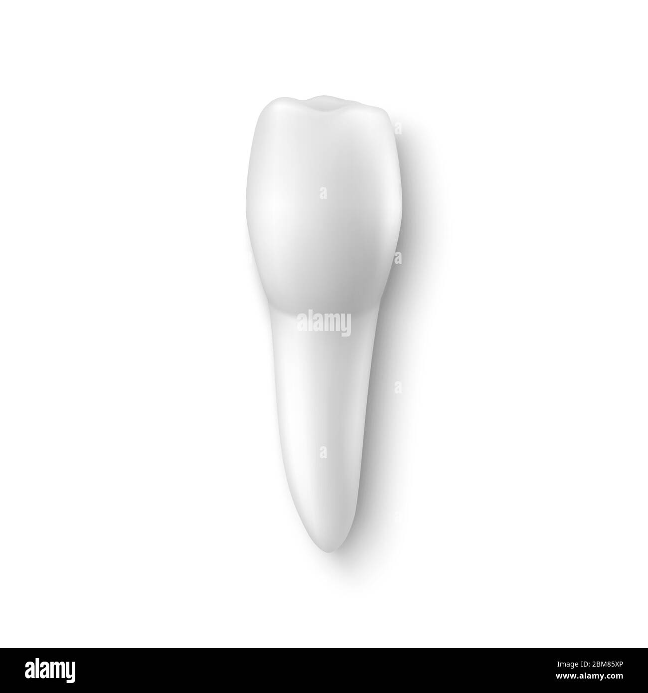 Vector 3d Realistic Tooth Icon Closeup Isolated on White Background ...