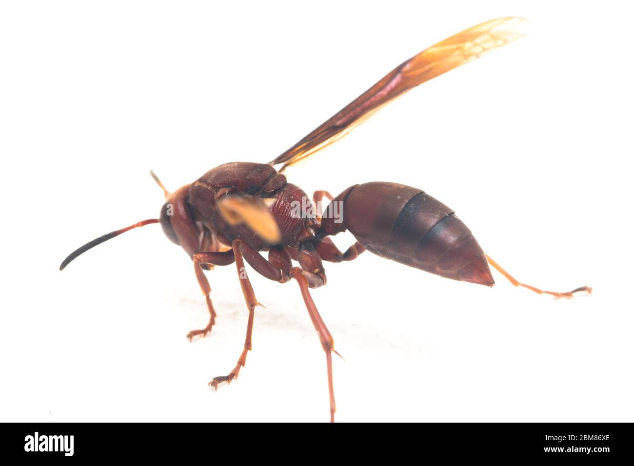 Polistes Carolina, Paper Wasp, Red Wasp isolated on white background ...