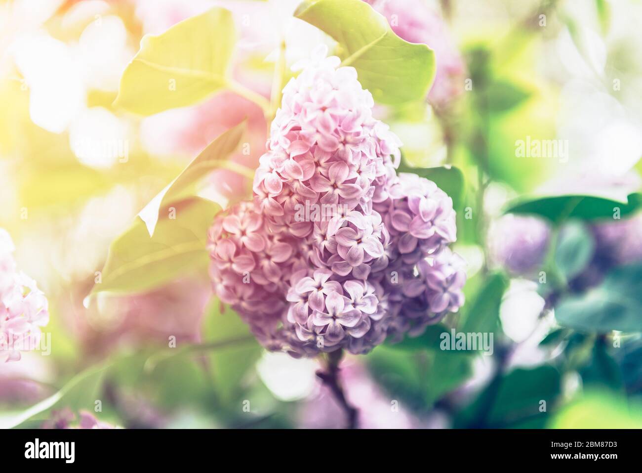 Lilac tree garden hi-res stock photography and images - Alamy