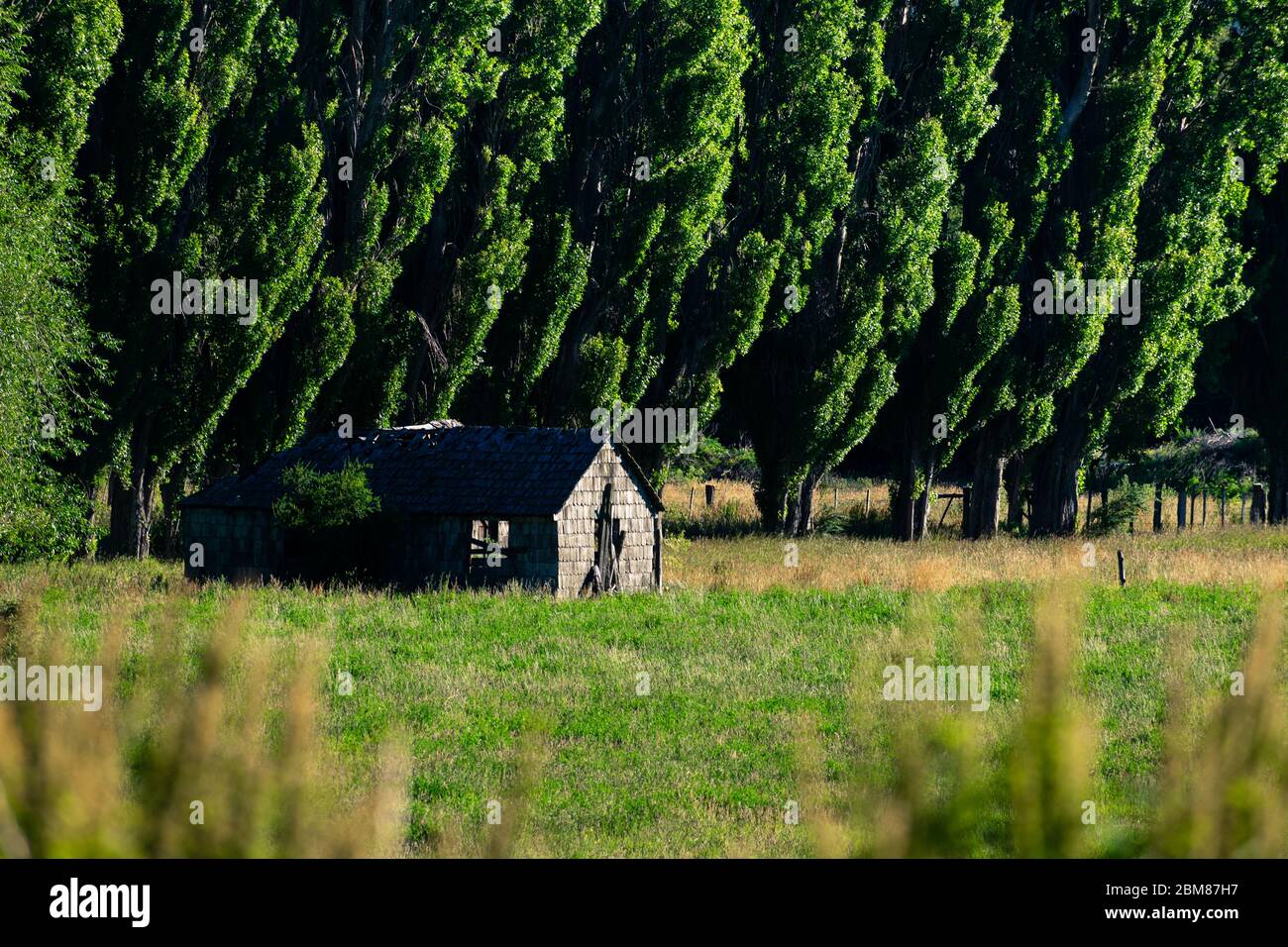 Abandoned house surrounded by pine trees on a cool morning on Route 7 in Chile Stock Photo