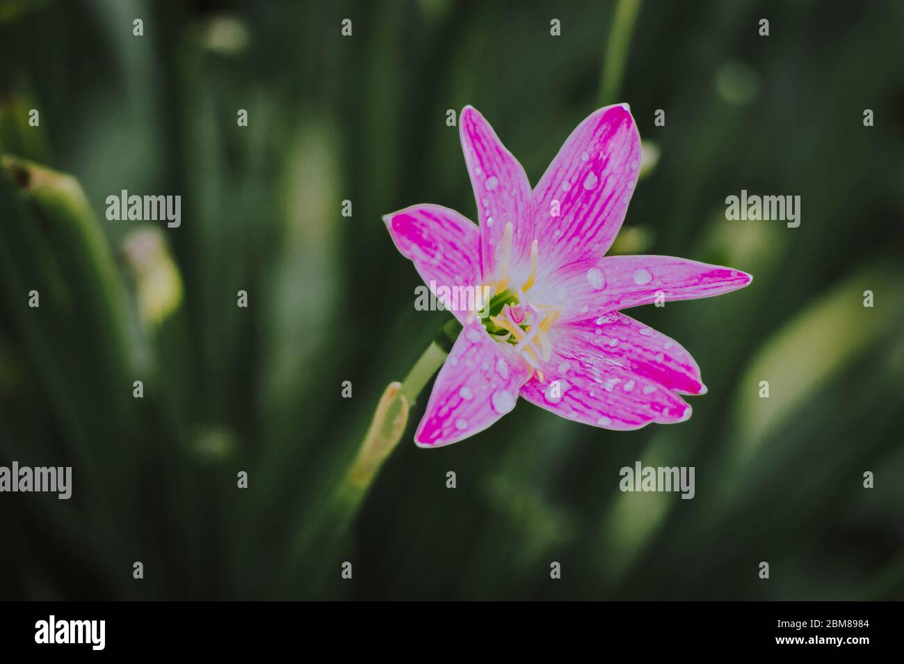 Cute rose flowers in nature with the dew drops Stock Photo - Alamy