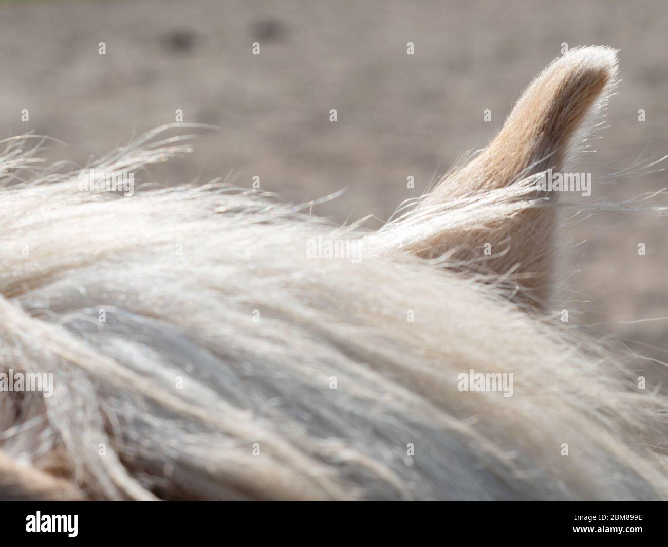 The gentle contour of the earlobe of the Haflinger Hucul horse in the ...