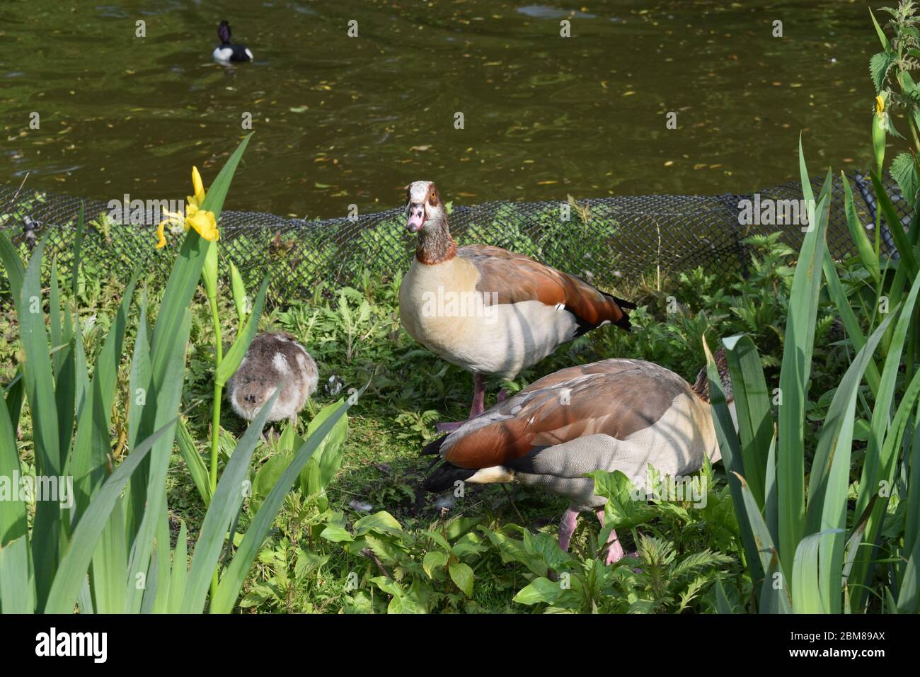 Egyptian Geese Family by a Pond Stock Photo Alamy