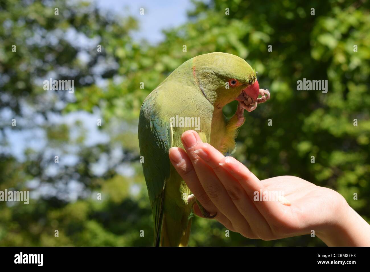 Cannundrums: Indian Rose-Ringed Parakeet