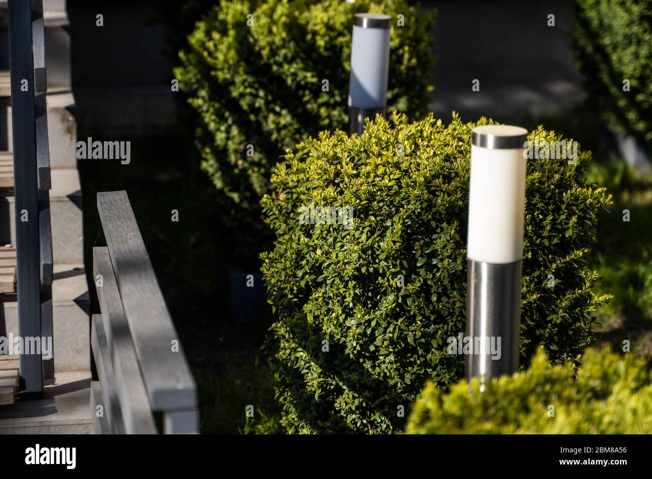 Planting of green bushes of square shape in perspective. Rectangular ...