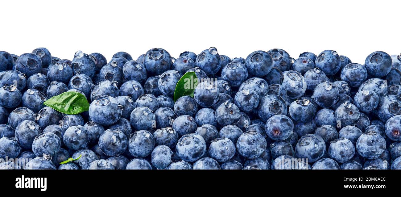 Fresh blueberry background. Blueberry leaves with berries and drops. Top view. Concept of healthy and dieting eating. Blue texture of blueberries. Stock Photo