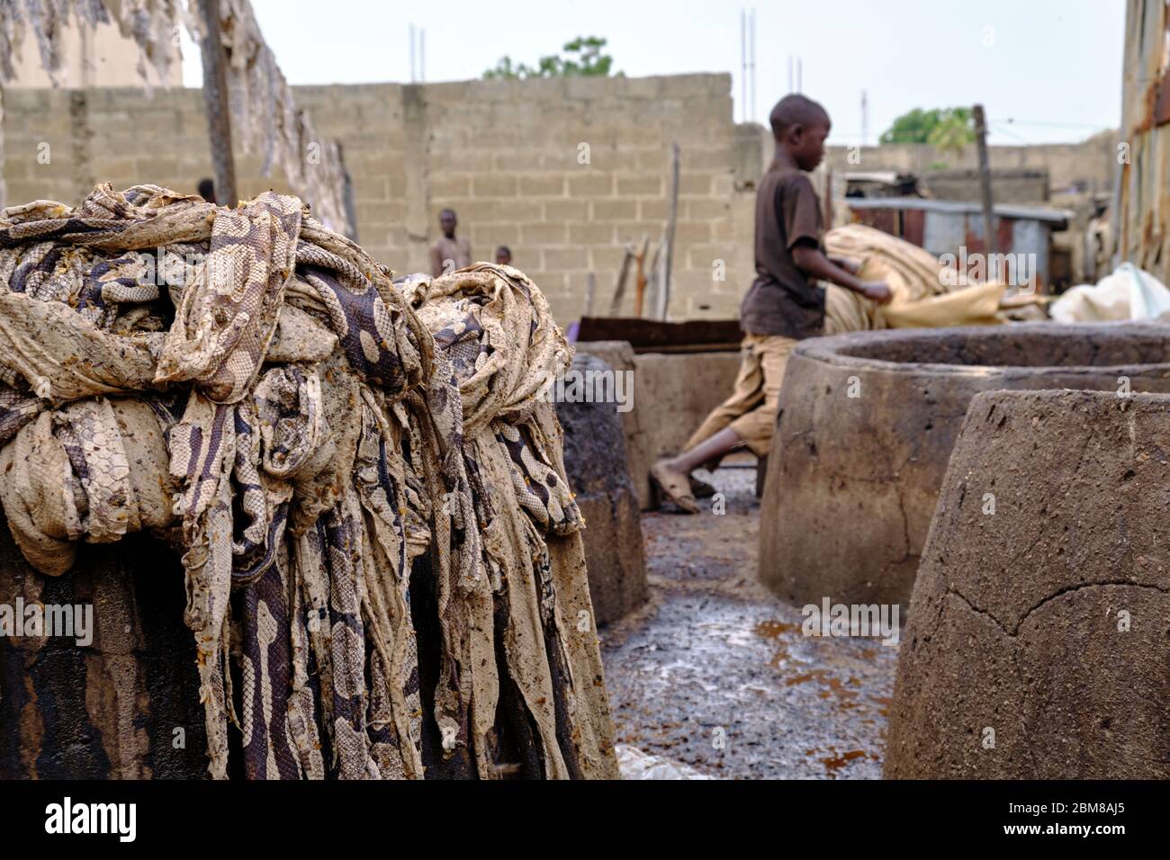 People processing snake skins in a tannery. Stock Photo