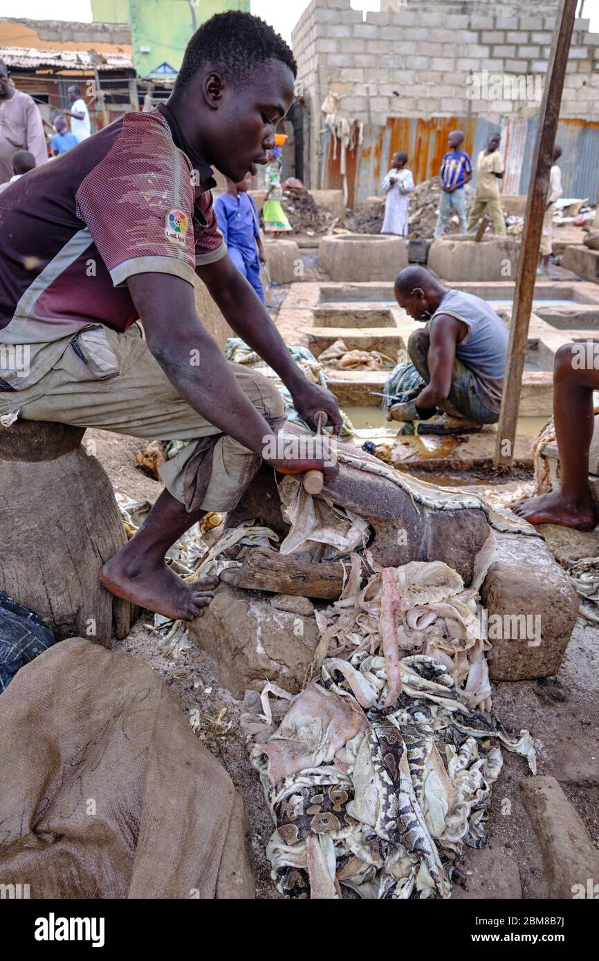 People processing snake skins in a tannery. Stock Photo