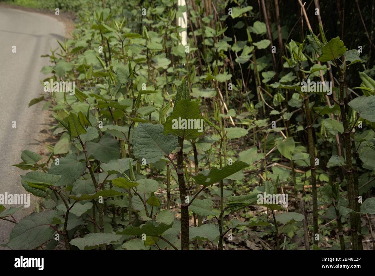 japanese knotweed plants - Fallopia japonica Stock Photo - Alamy