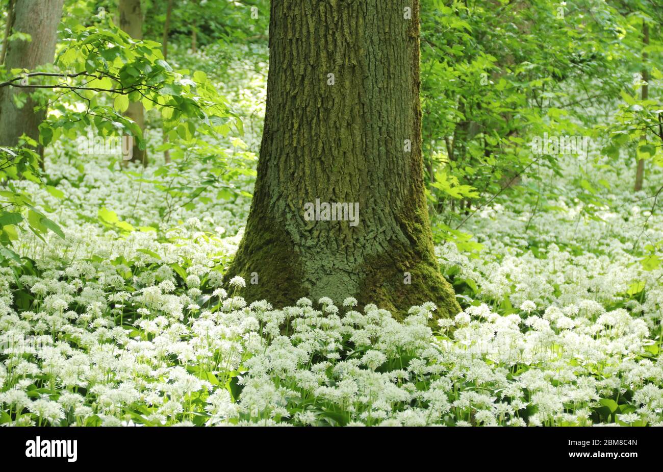 white and green flower carpet with blooming wild garlic in a forest Stock Photo