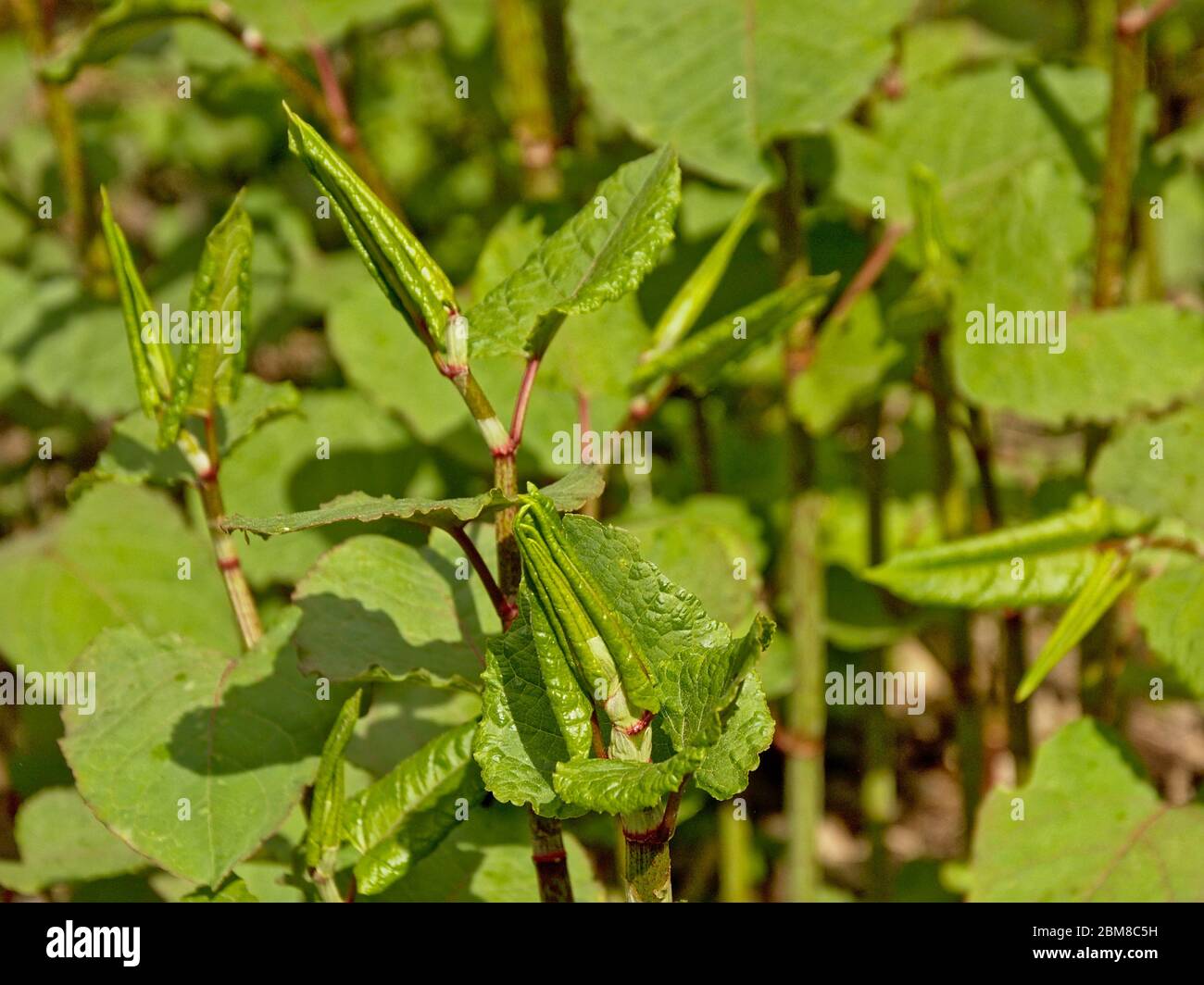 japanese knotweed plants - Fallopia japonica Stock Photo - Alamy