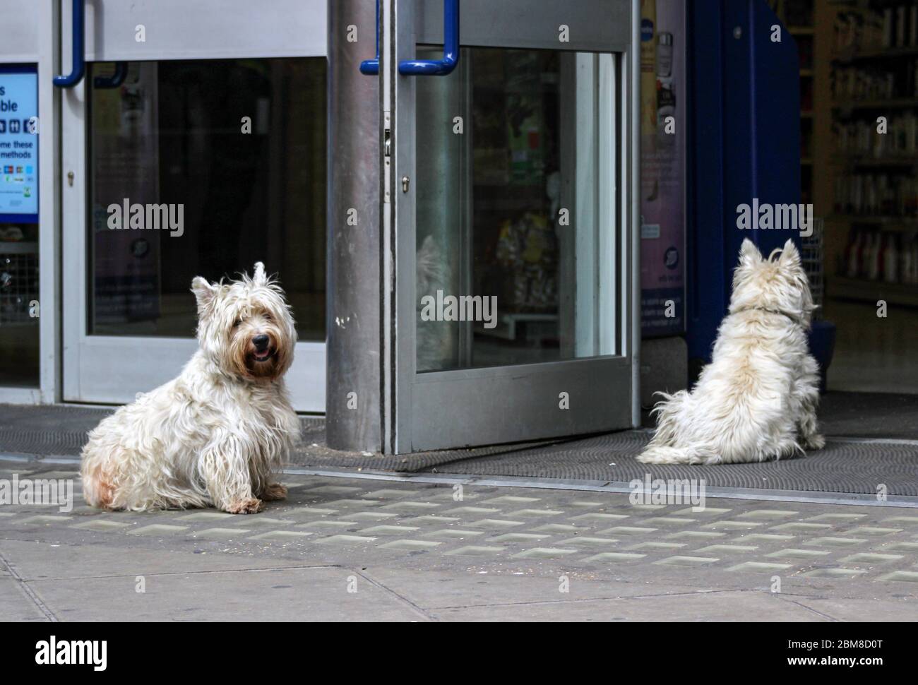 Two unleashed dogs waiting for their master at the shop entry in London, England Stock Photo