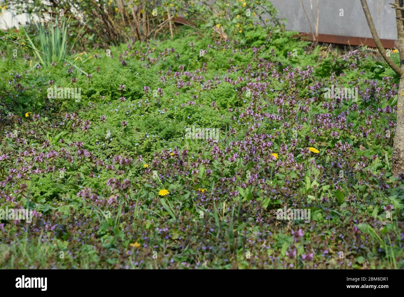 Flowering in the spring garden. carpet of flowers. Lamium purpureum