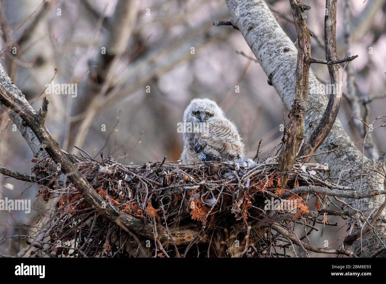 A wild nestling Great Horned Owlet ( Bubo Virginianus ), part of the Strigiformes order, and Strigidae family sits in a stick nest. Stock Photo