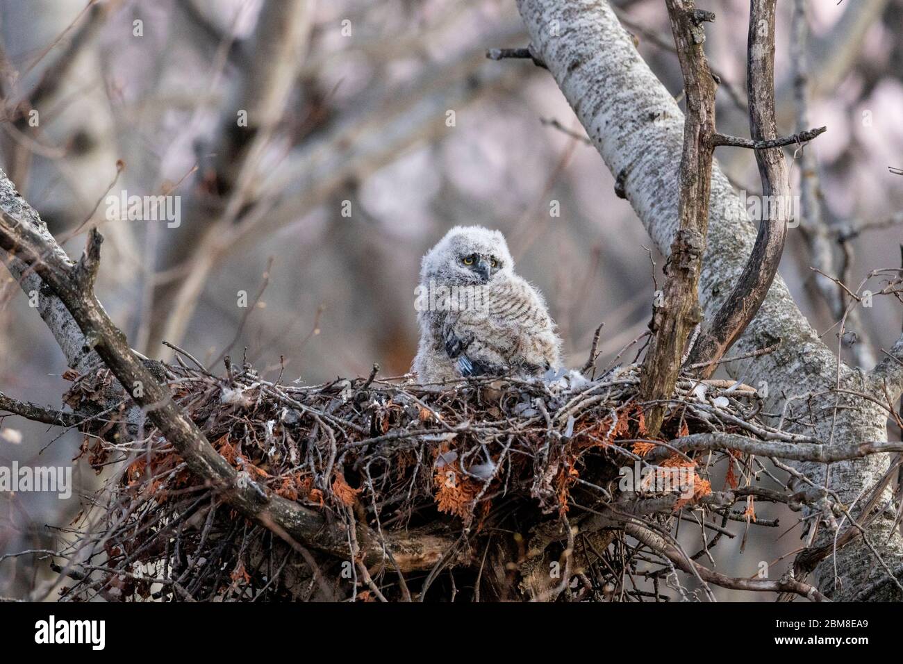 A wild nestling Great Horned Owlet ( Bubo Virginianus ), part of the Strigiformes order, and Strigidae family sits in a stick nest. Stock Photo