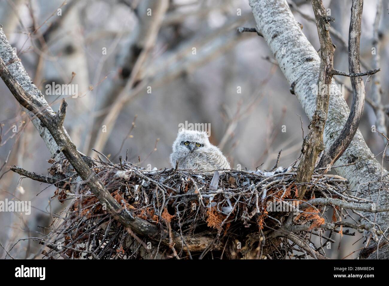 A wild nestling Great Horned Owlet (Bubo Virginianus), part of the Strigiformes order, and Strigidae family, sits in a stick nest. Stock Photo