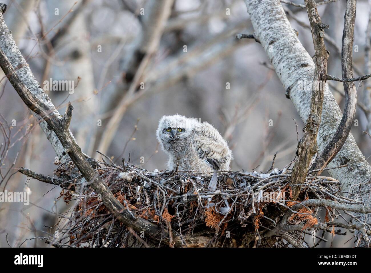 A wild nestling Great Horned Owlet (Bubo Virginianus), part of the Strigiformes order, and Strigidae family, sits in a stick nest. Stock Photo
