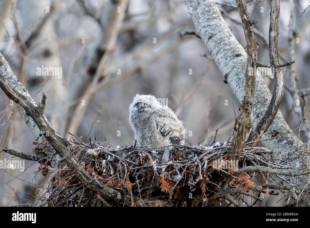 A wild nestling Great Horned Owlet (Bubo Virginianus), part of the Strigiformes order, and Strigidae family, sits in a stick nest. Stock Photo