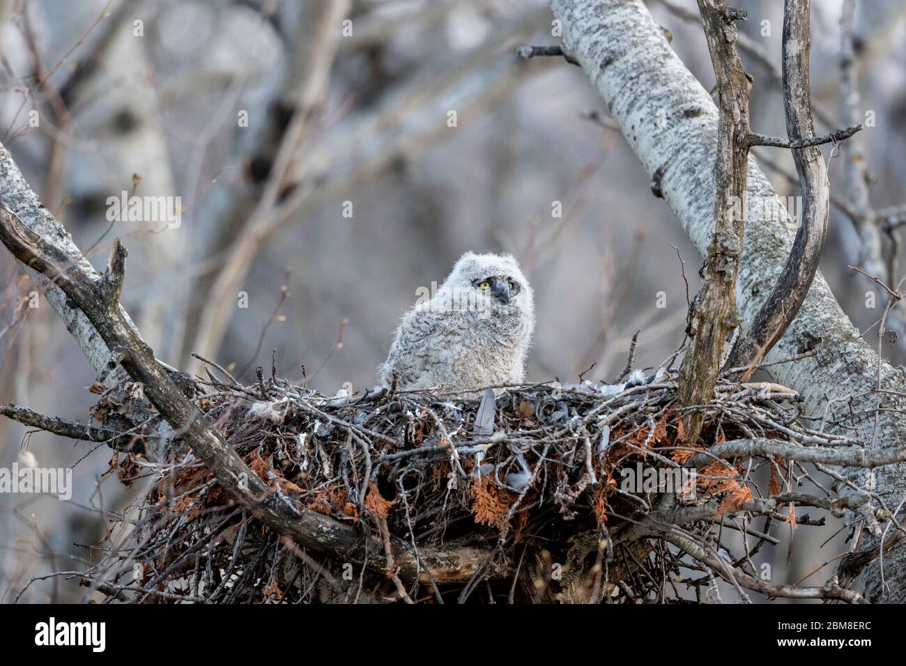 A wild nestling Great Horned Owlet (Bubo Virginianus), part of the Strigiformes order, and Strigidae family, sits in a stick nest. Stock Photo