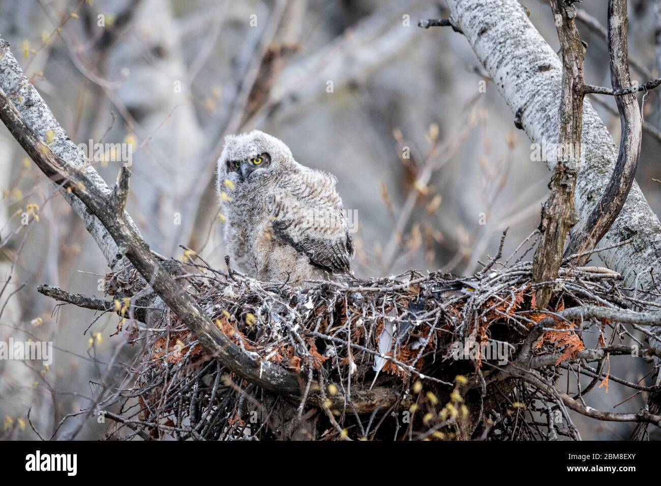 A wild nestling Great Horned Owlet (Bubo Virginianus), approximately 3-4 weeks old, part of the Strigiformes order, and Strigidae family. Stock Photo