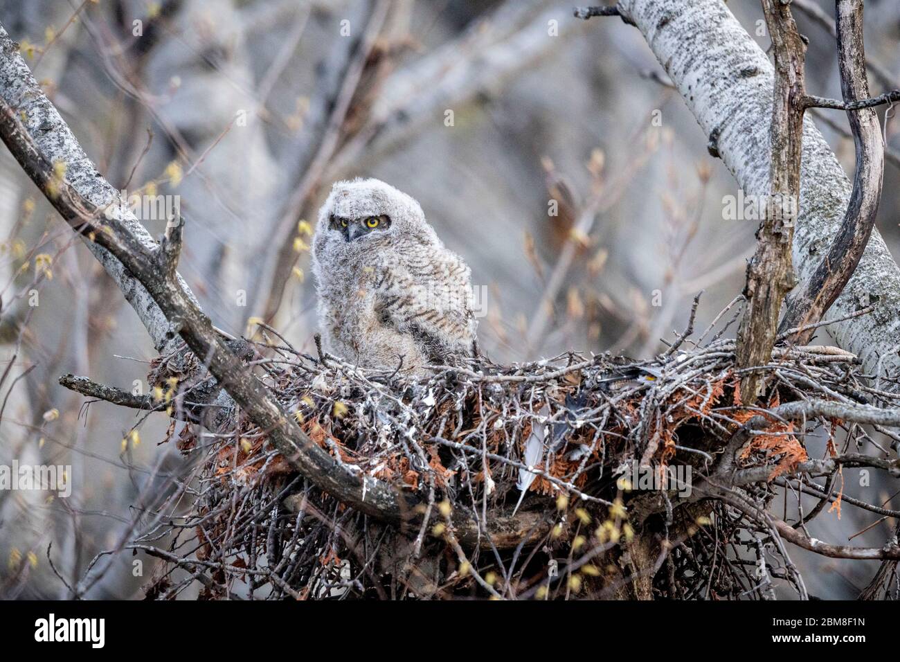 A wild nestling Great Horned Owlet (Bubo Virginianus), approximately 3-4 weeks old, part of the Strigiformes order, and Strigidae family. Stock Photo