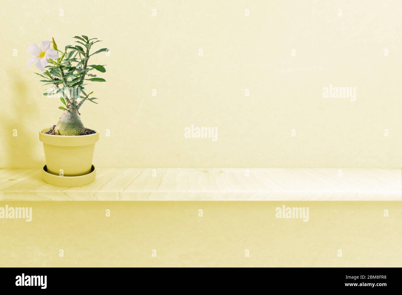 Desert rose on vase isolated on white background Stock Photo - Alamy