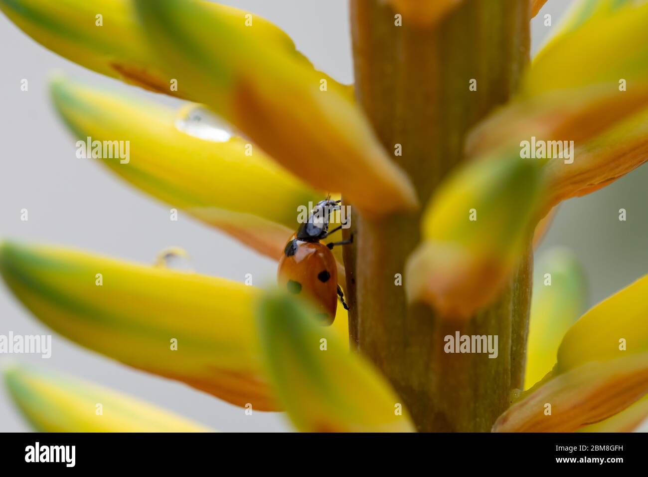 Detail of a ladybug walking among the petals of an aloe vera flower covered in raindrops Stock Photo