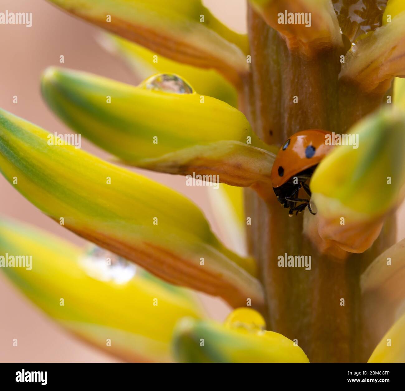 Detail of a ladybug walking among the petals of an aloe vera flower covered in raindrops Stock Photo