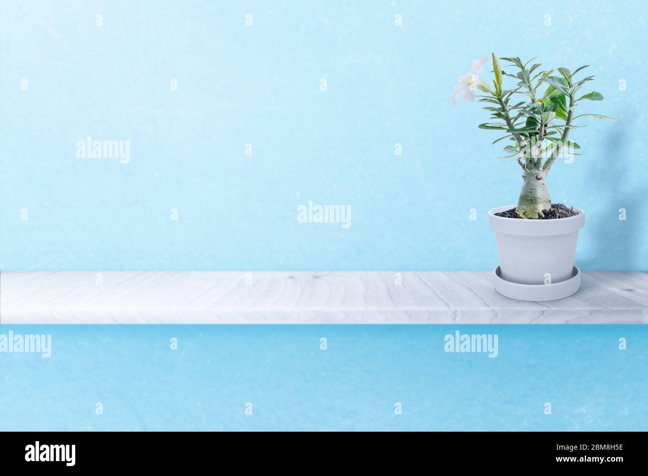 Desert rose on vase isolated on white background Stock Photo - Alamy