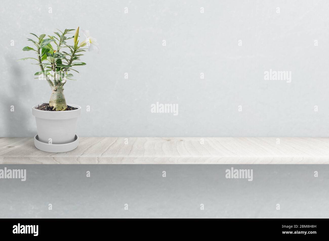 Desert rose on vase isolated on white background Stock Photo - Alamy