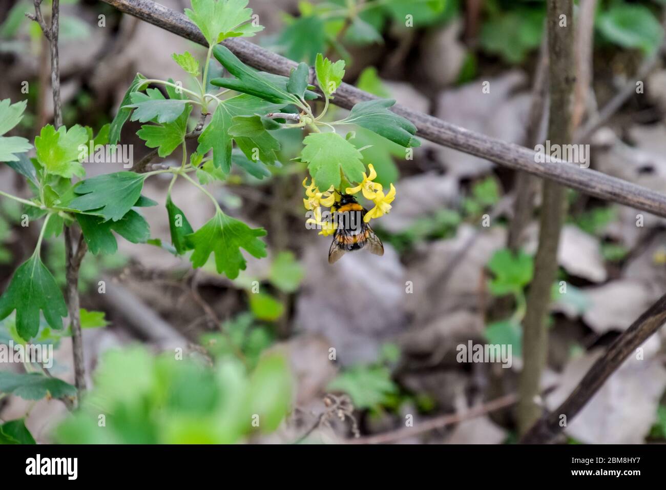 Large bumblebee on the flowers of currant. Pollination of flowers with bumblebees. Stock Photo