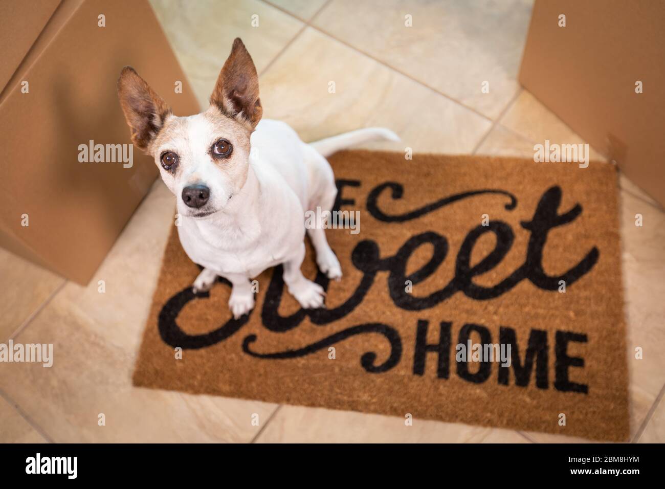 Cute Dog Sitting on Home Sweet Home Welcome Mat on Floor Near Boxes. Stock Photo