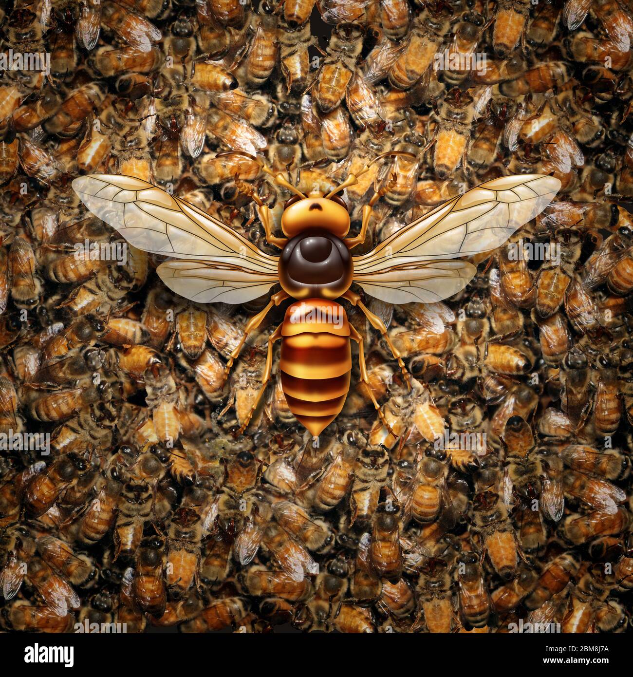 Giant Hornet Predator Attacking Bees as a Murder hornet or Asian giant insect that kills honeybees as an animal concept for an invasive species. Stock Photo