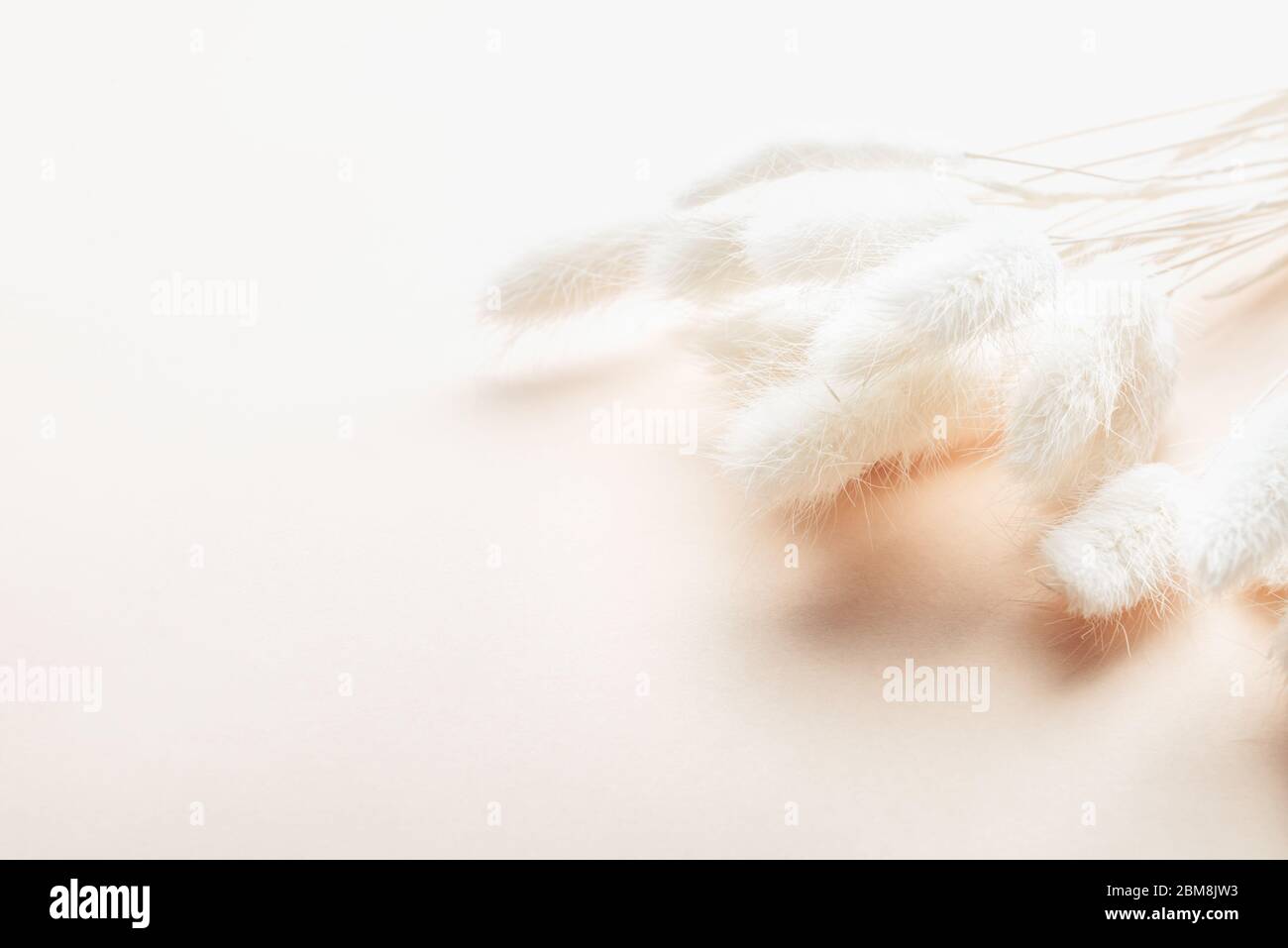 Dried bunny tails grass hi-res stock photography and images - Alamy
