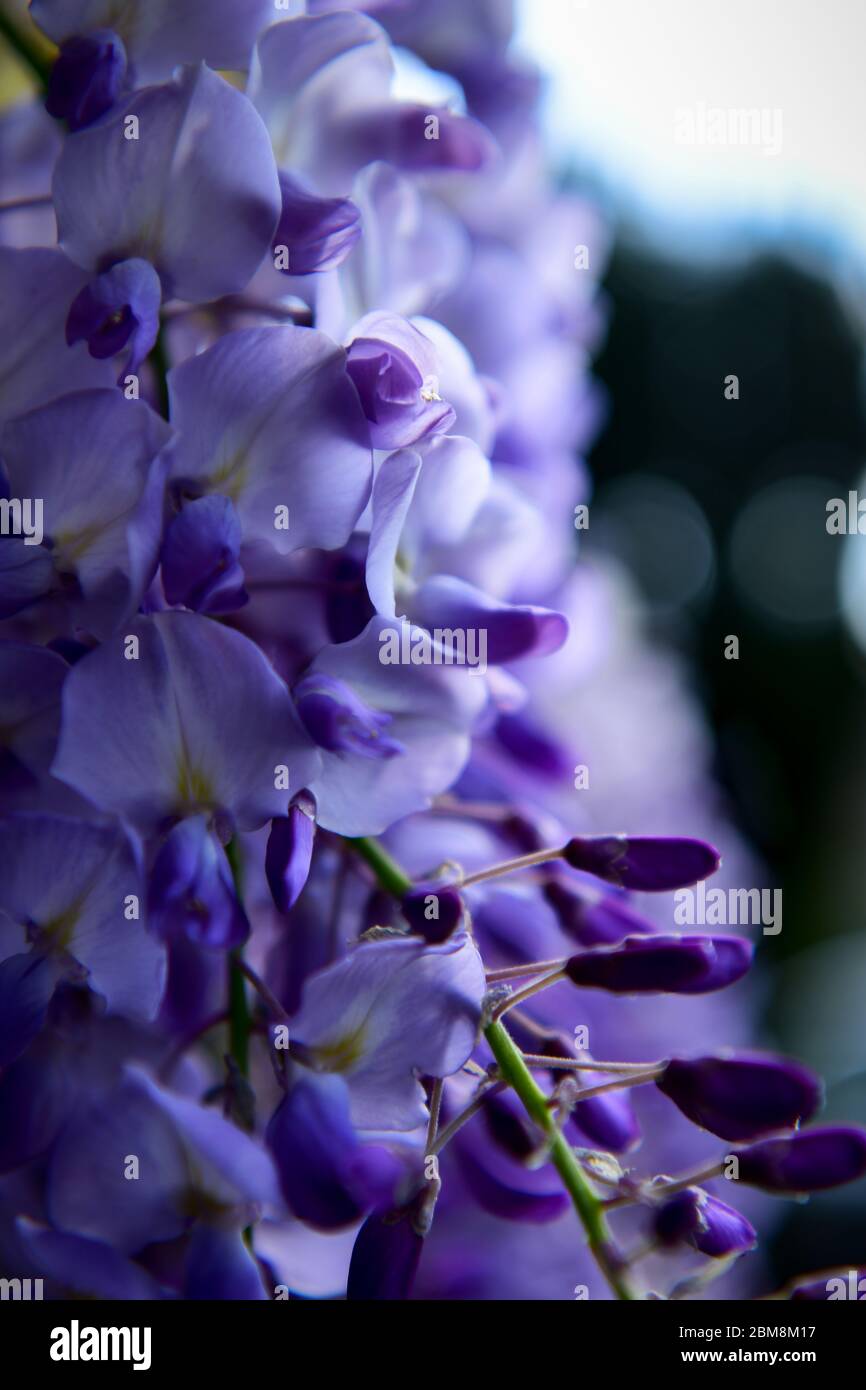Wisteria flowers close up on a cool April morning Stock Photo