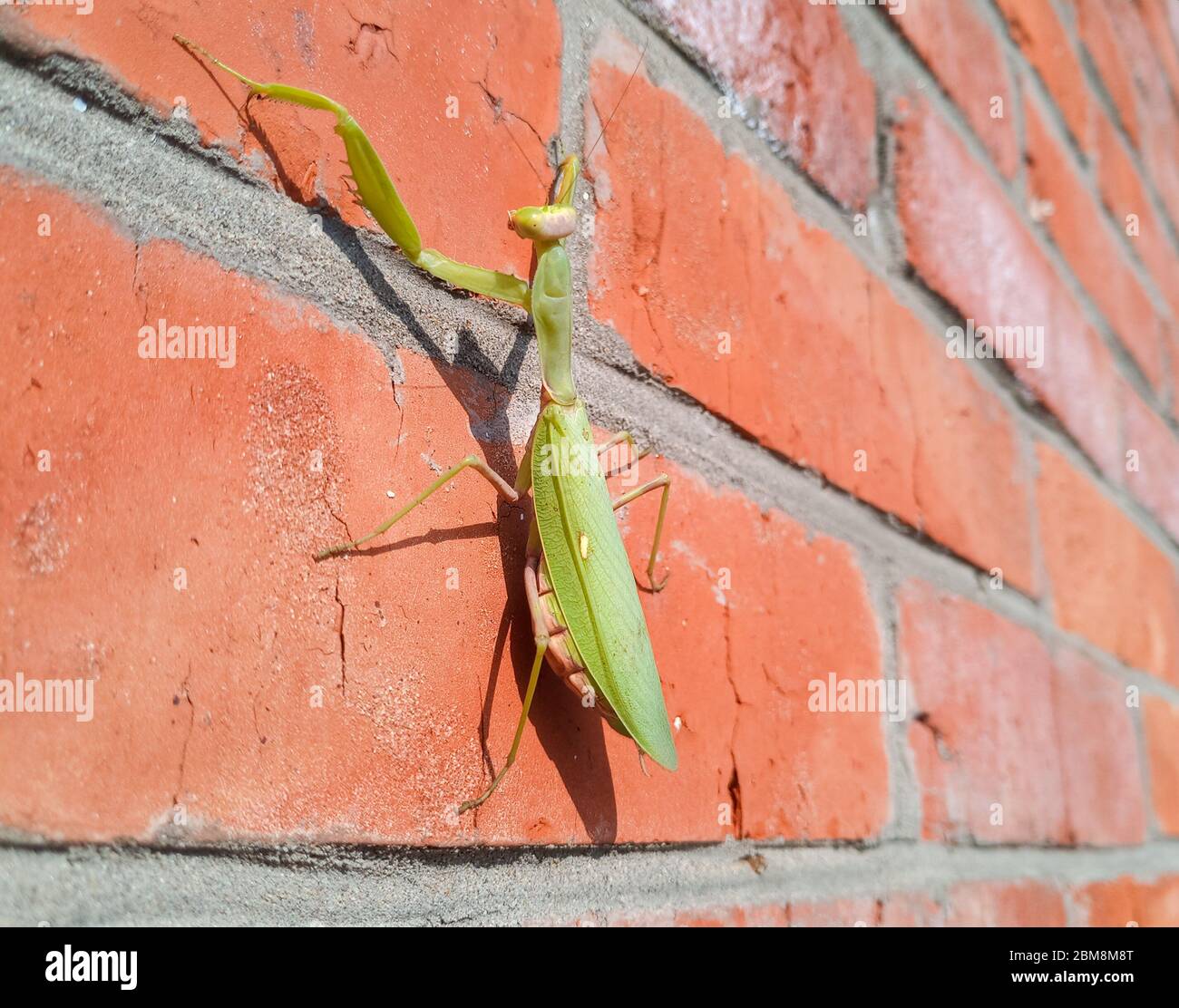 Mantis Female Insect Female chinese mantis hi-res stock photography and images - Alamy