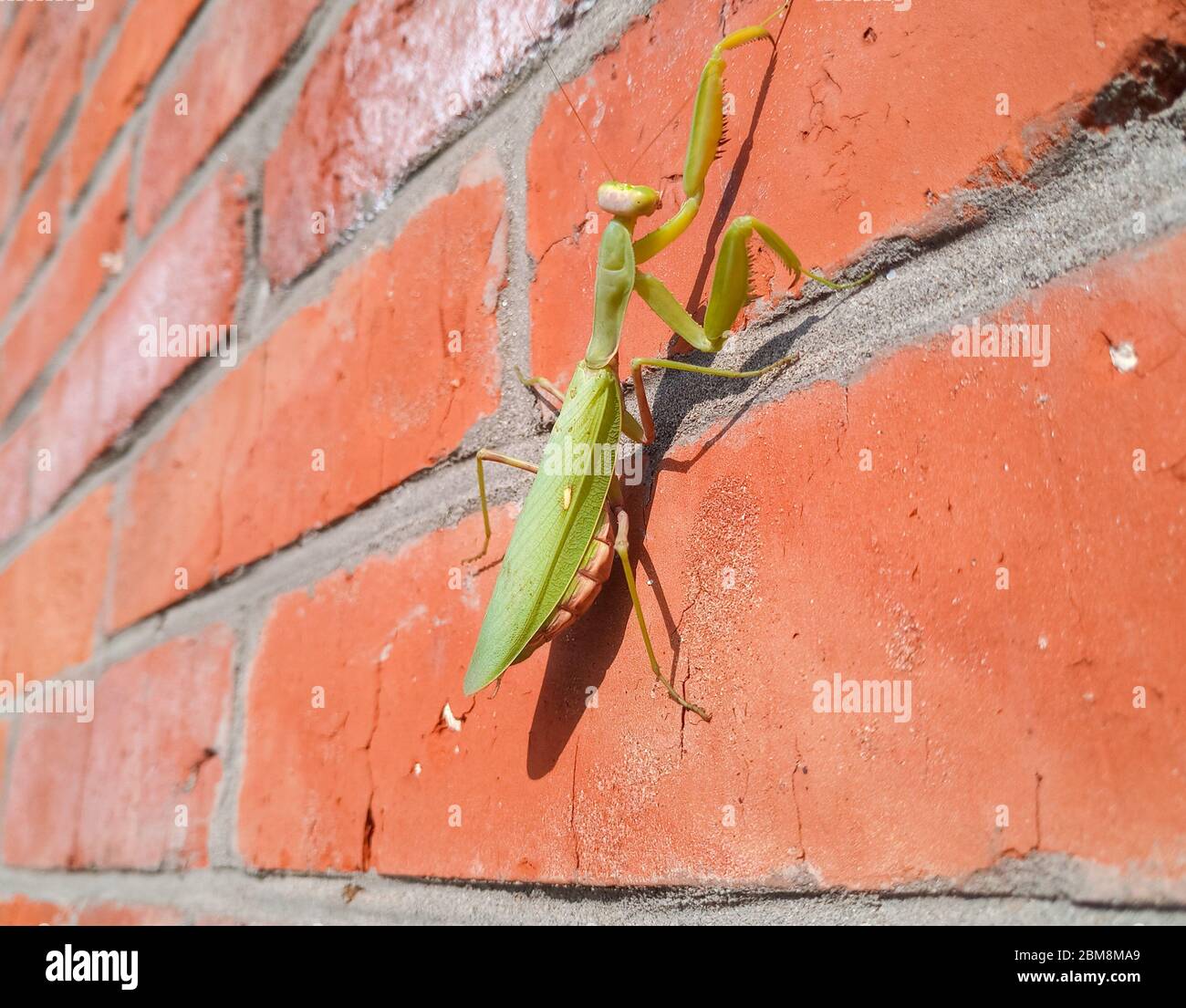 Mantis Female Insect Female chinese mantis hi-res stock photography and images - Alamy