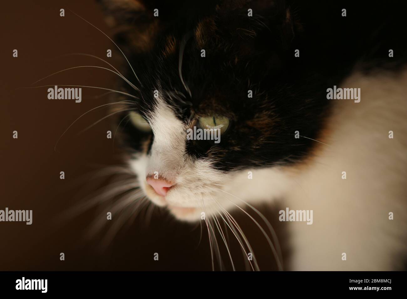 Cute tricolor cat portrait closeup, side view Stock Photo
