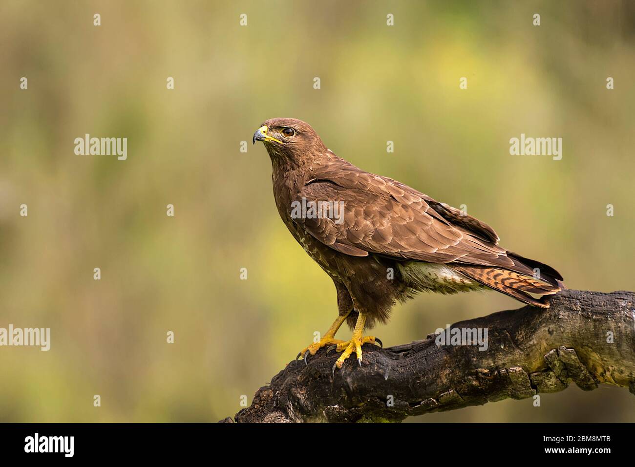 Common Buzzard perched on a branch with blur background Stock Photo