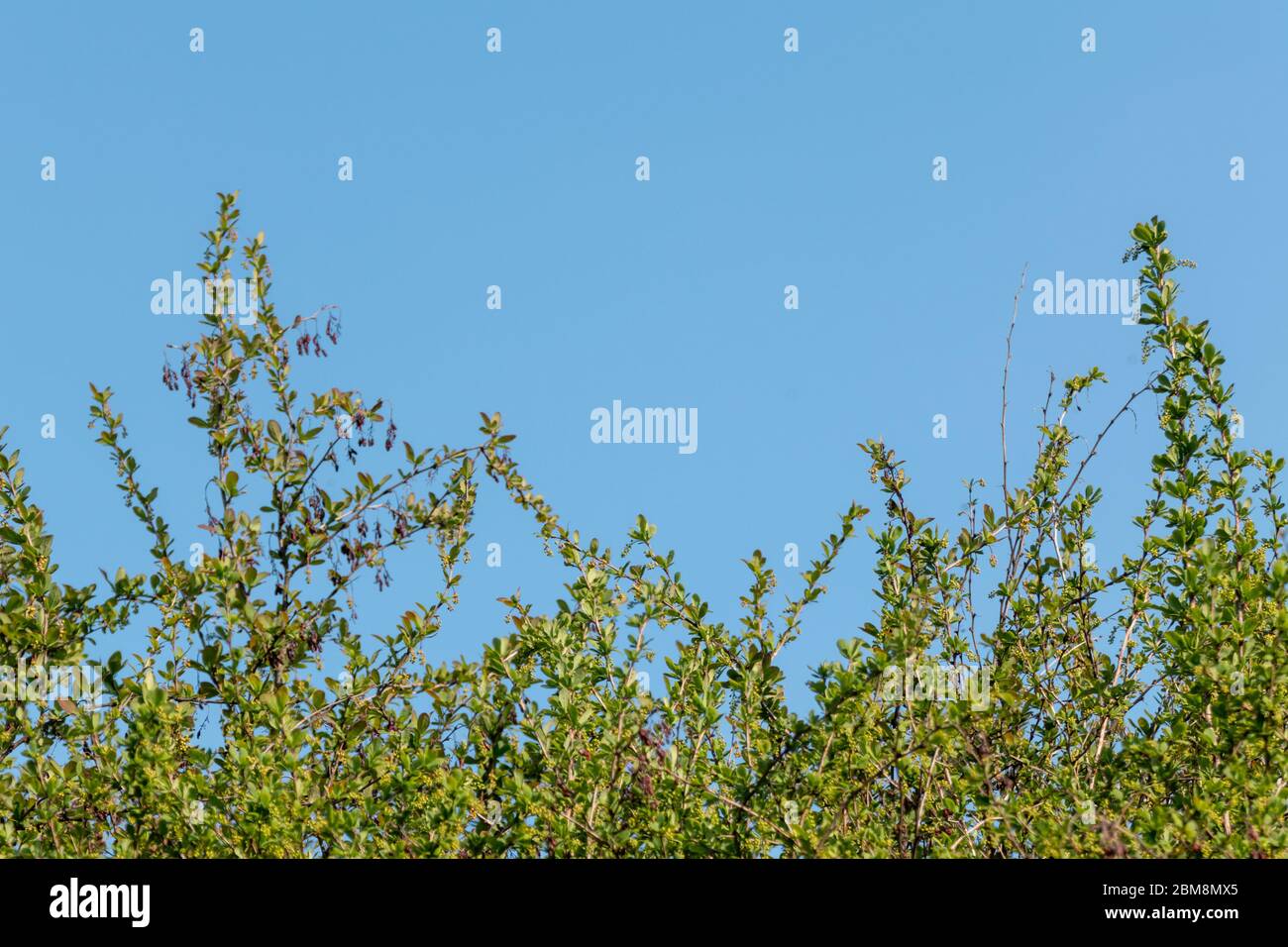 Green Berberis, barberry spice bush with dry seeds and flower buds on branches. Garden isolated green leaves on blue sunny sky Stock Photo
