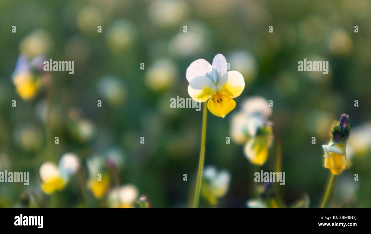 Field mini violet small white and yellow tender flower grass macro close-up in sunset light blurred background Stock Photo