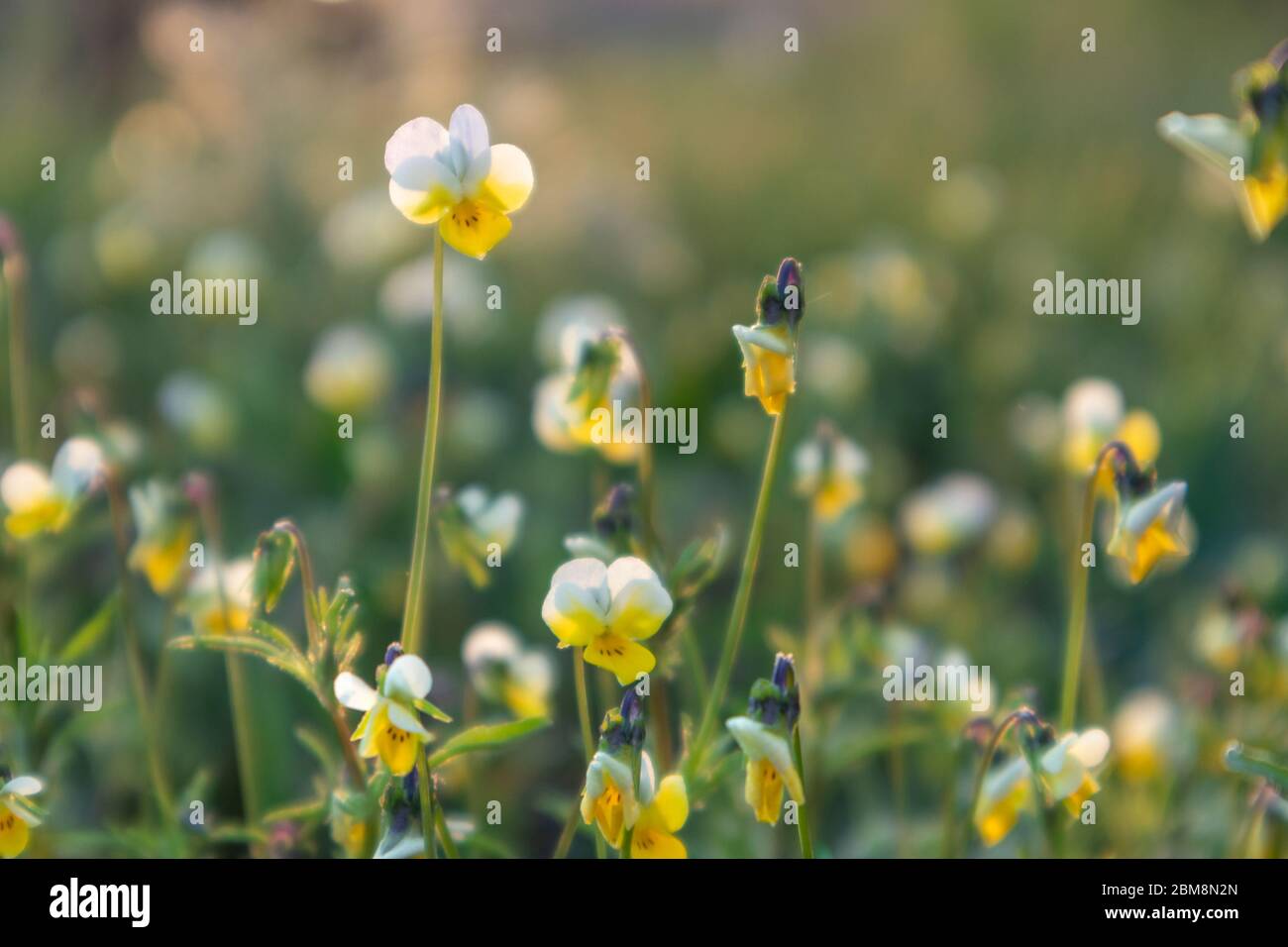 Field mini violets, delicate petals small white and yellow flowers grass macro close-up in sunset light blurred background Stock Photo