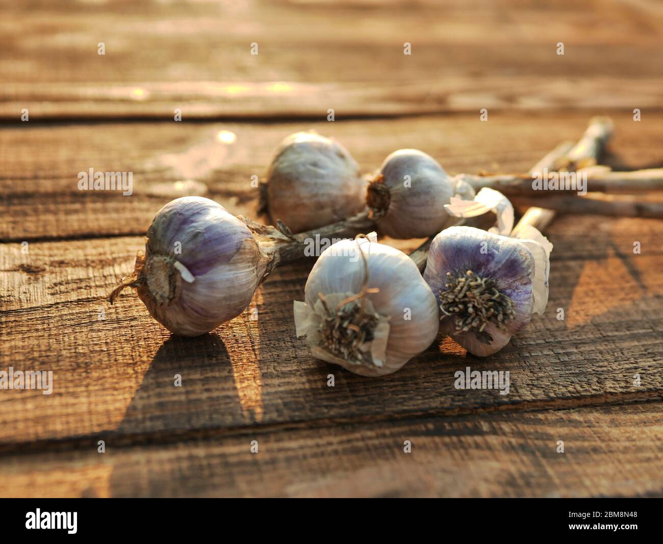 Organic garlic whole and cloves on the wooden background Stock Photo ...