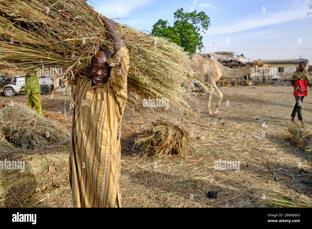 Camel market kano nigeria hi-res stock photography and images - Alamy