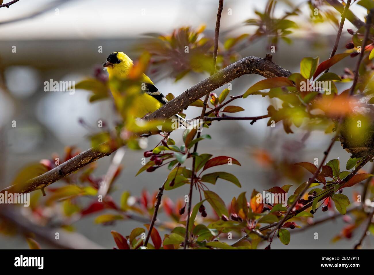 Gold finch and mating hi-res stock photography and images - Alamy