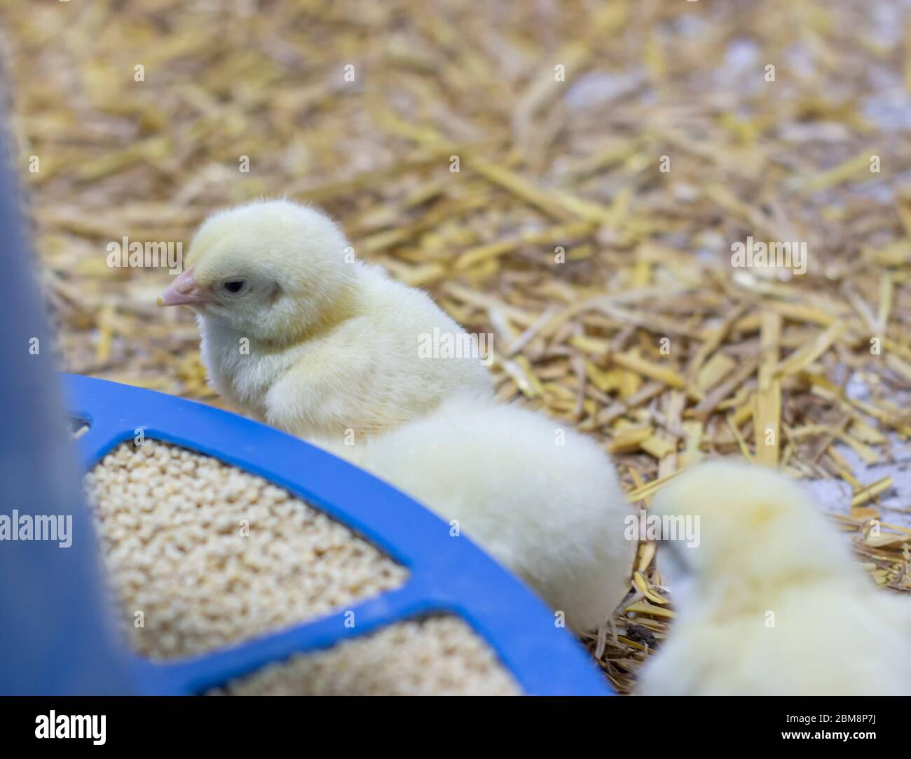 Broiler chickens that have recently hatched and are standing near the feeder. Growing broilers at home. Selective focus. Stock Photo